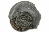 Jurassic Ammonite (Dactylioceras) Fossil - England #351288-1